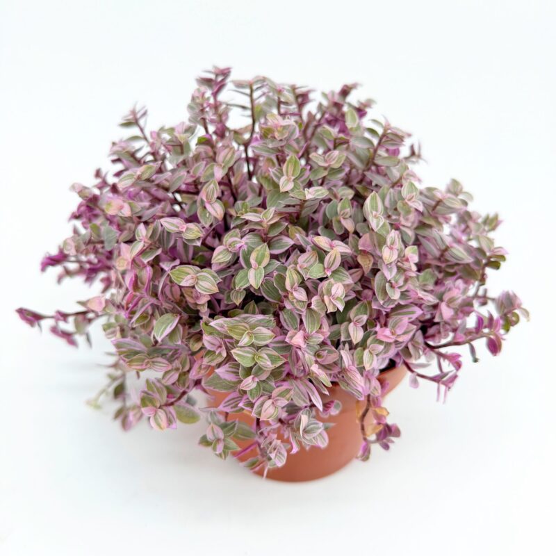 Tradescantia Callisia Repens Pink Lady Creeping Inchplant Close up of Tradescantia Callisia Repens Pink Lady showing its compact creeping growth and soft pastel pink foliage.