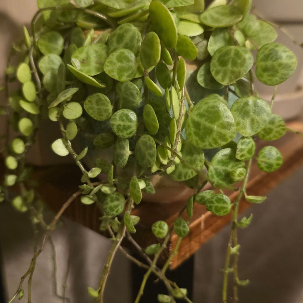 Image #1 from Brodowska