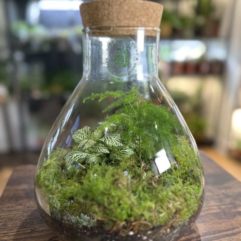 terrarium diy kit lab flask classic Budget-Friendly DIY Terrarium Kit with Imperfect Eco Glass