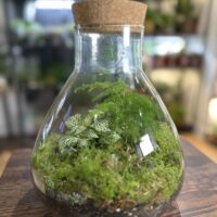 Budget-Friendly DIY Terrarium Kit with Imperfect Eco Glass