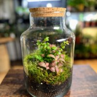 Budget-Friendly DIY Terrarium Kit with Imperfect Eco Glass