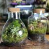 Budget-Friendly DIY Terrarium Kit with Imperfect Eco Glass