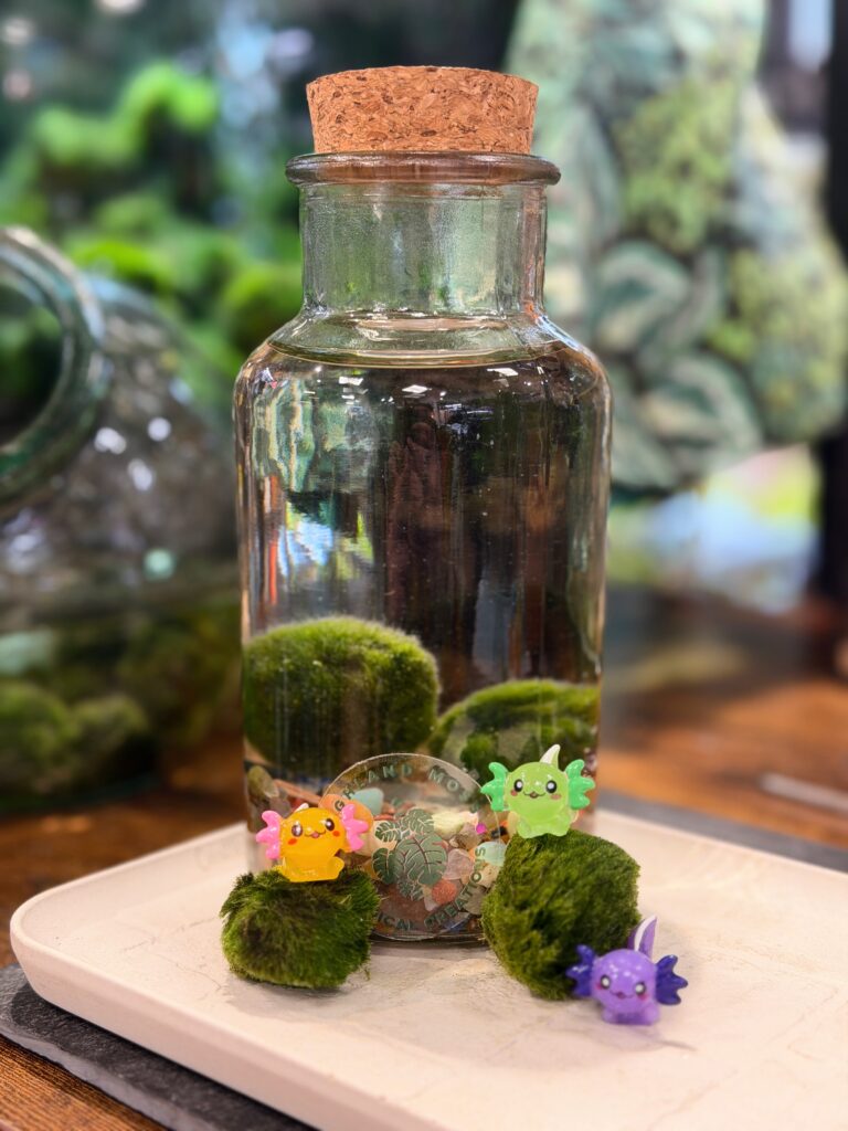 Marimo Moss Ball Kit with Cute Axolotl Decoration