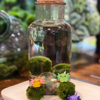 Marimo Moss Ball Kit with Cute Axolotl Decoration