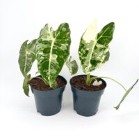 Alocasia Frydek Variegata Velvet Elephant Ear Plant 14 cm Pot