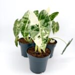 Alocasia Frydek Variegata Velvet Elephant Ear Plant 14 cm Pot