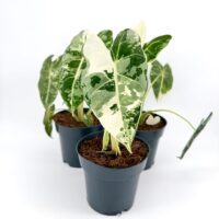 Alocasia Frydek Variegata Velvet Elephant Ear Plant 14 cm Pot