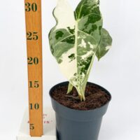 Alocasia Frydek Variegata Velvet Elephant Ear Plant 14 cm Pot