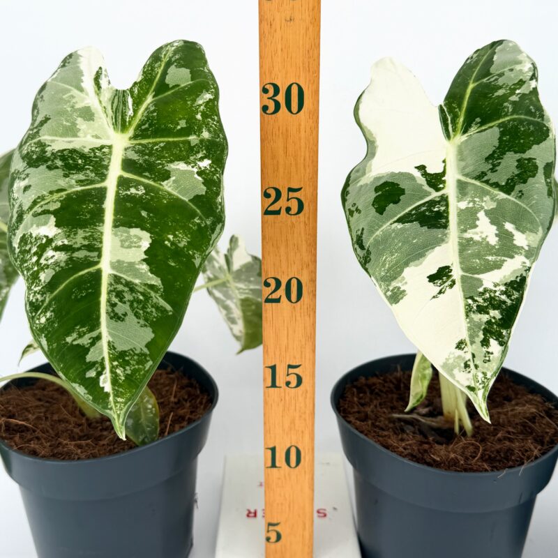 Alocasia Frydek Variegata Velvet Elephant Ear Plant 14 cm Pot Alocasia Frydek Variegata Velvet Elephant Ear Plant 14 cm Pot