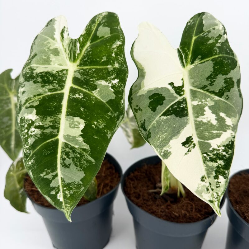Alocasia Frydek Variegata Velvet Elephant Ear Plant 14 cm Pot Alocasia Frydek Variegata Velvet Elephant Ear Plant 14 cm Pot
