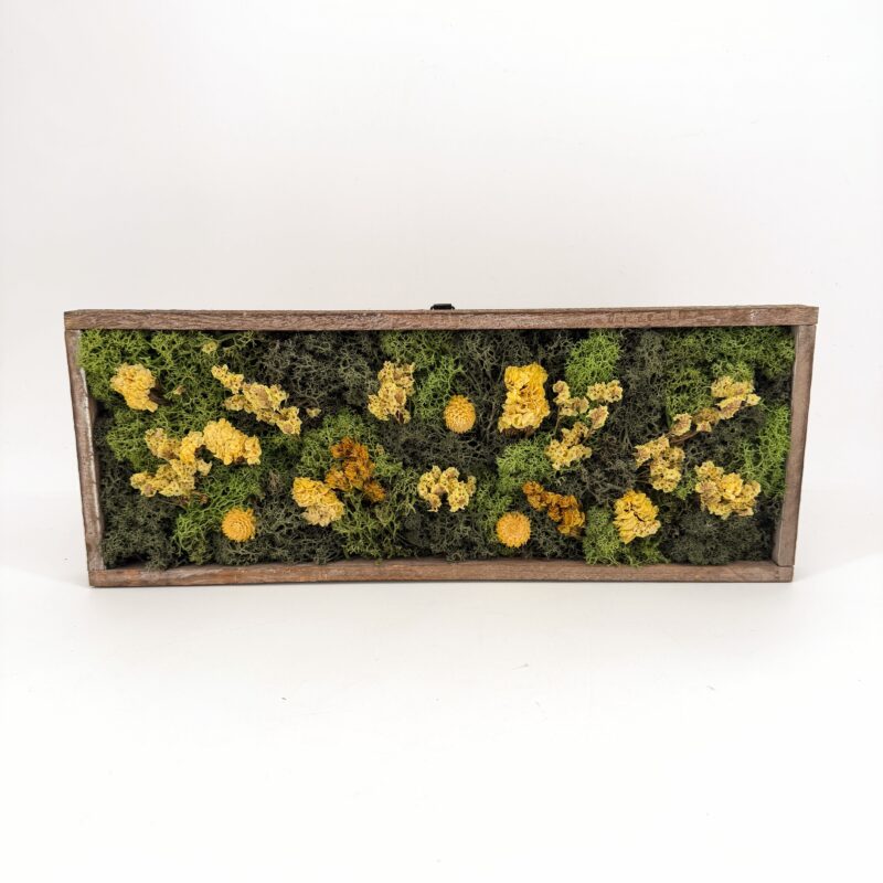 Moss Art DIY Kit WILDFLOWER MEADOW Handmade Wildflower Meadow Moss Art (Copy)