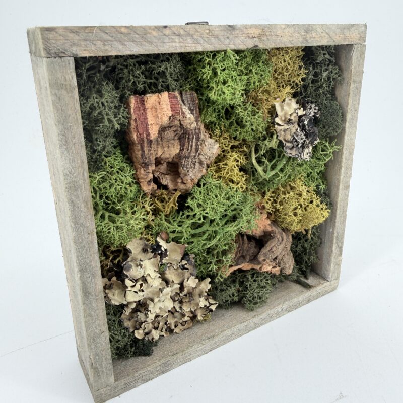 Moss Art DIY Kit SCOTTISH FOREST Moss Art DIY Kit WILDFLOWER MEADOW – 40x15cm Brown Wood
