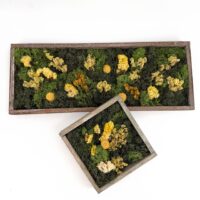 Moss Art DIY Kit WILDFLOWER MEADOW – 40x15cm Brown Wood