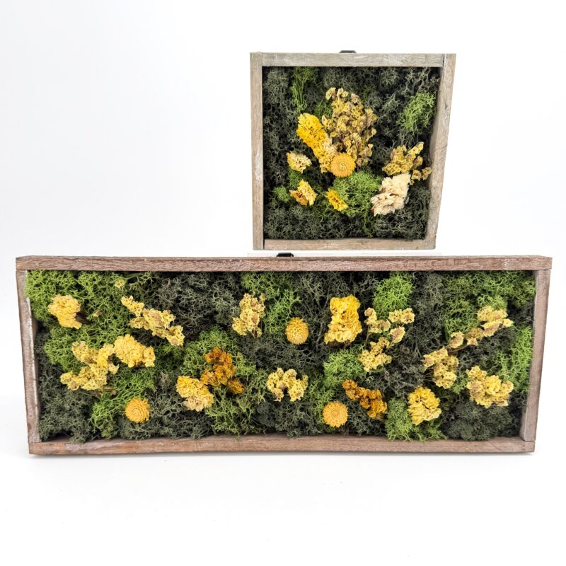 Moss Art DIY Kit WILDFLOWER MEADOW Moss Art DIY Kit WILDFLOWER MEADOW – 40x15cm Brown Wood