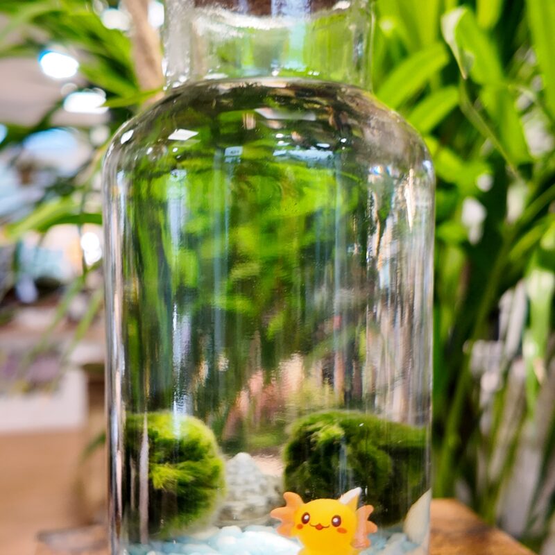 Marimo Moss Ball Kit with Cute Axolotl Decoration Marimo Moss Ball Kit with Cute Axolotl Decoration