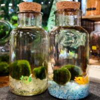 Marimo Moss Ball Kit with Cute Axolotl Decoration