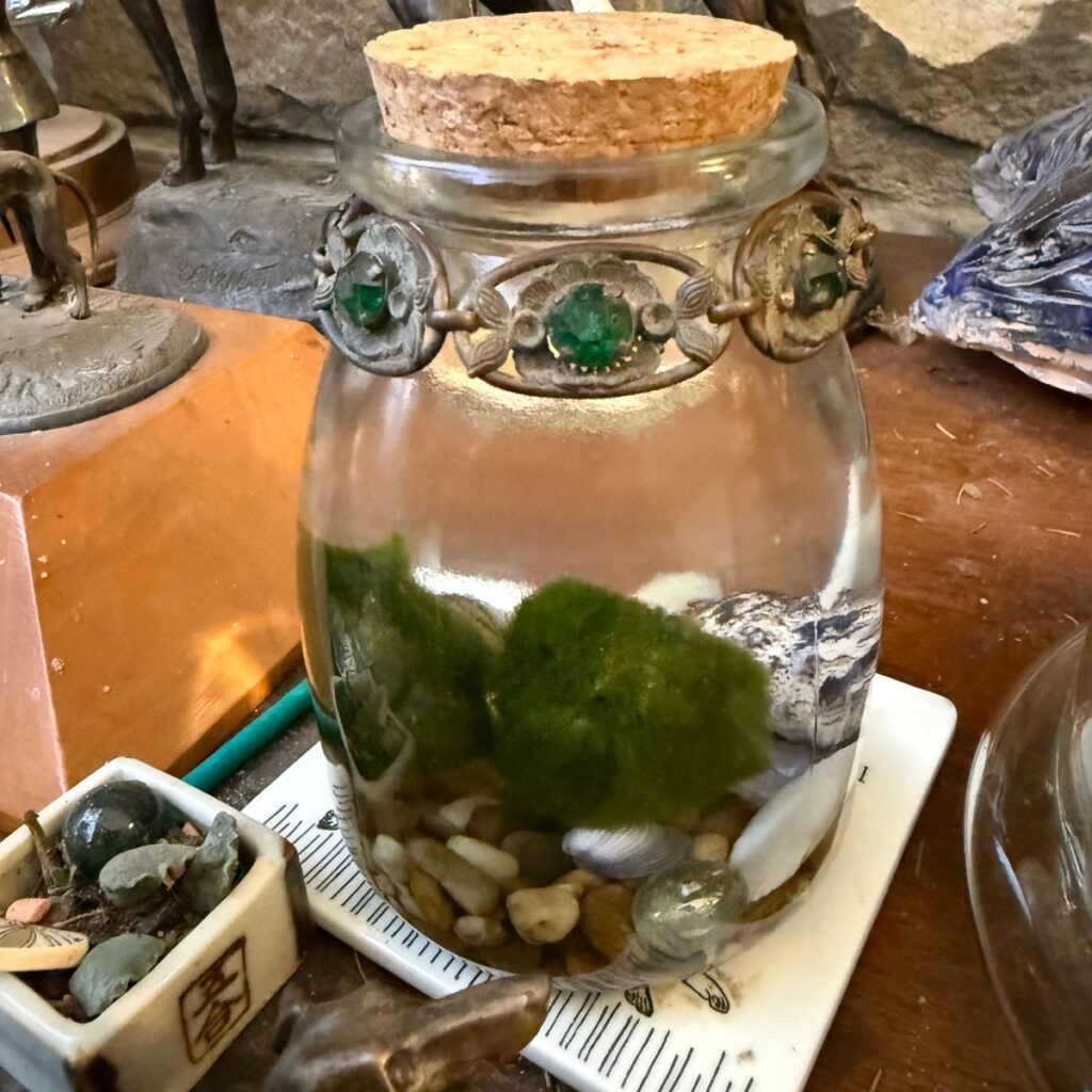 Image #1 from vivienne morgan