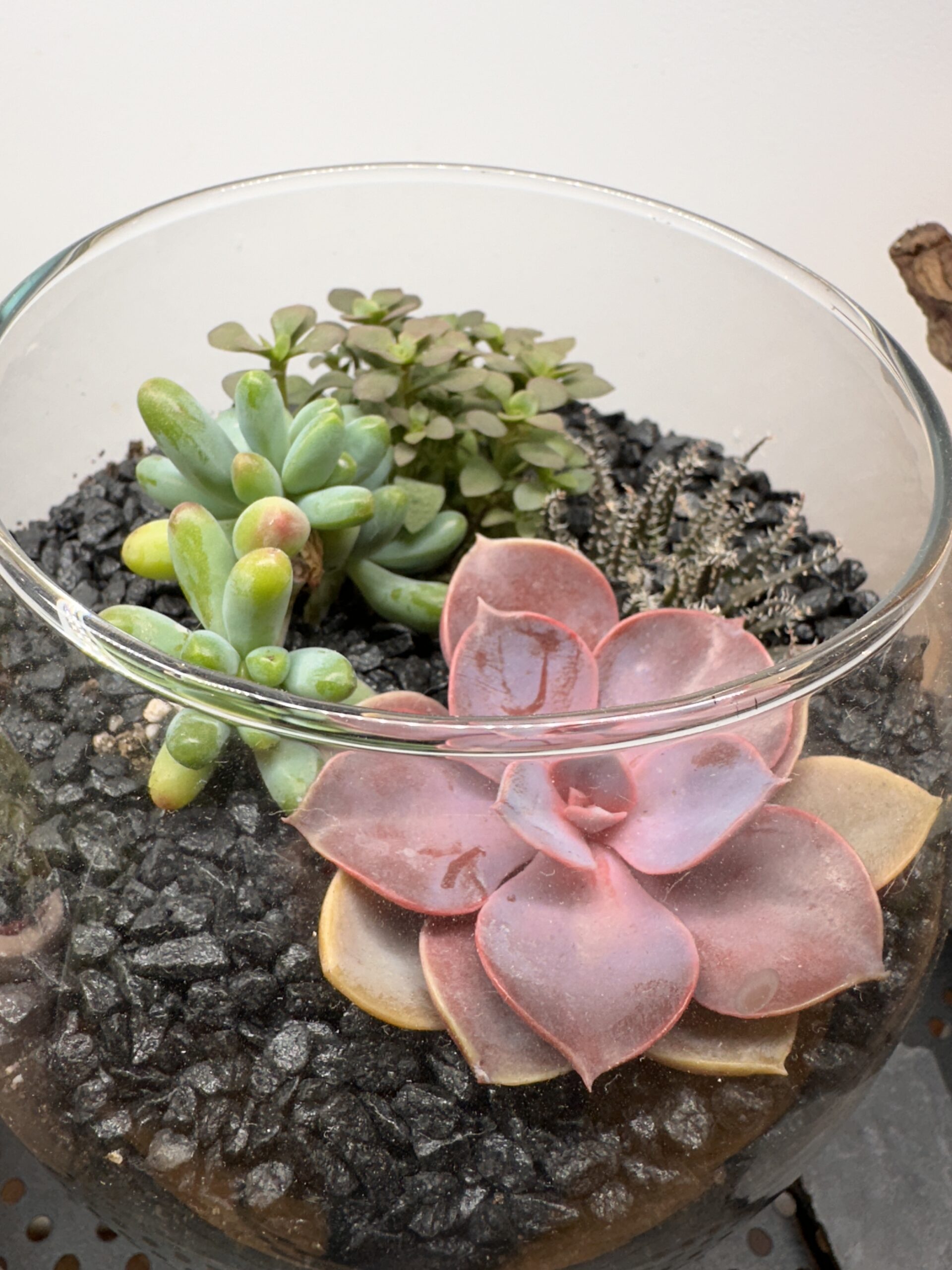 An open glass terrarium containing multiple succulents planted in dark substrate. A pink rosette succulent and green fleshy succulents are arranged closely together, with moisture visible on the leaves and limited airflow inside the glass container. This setup illustrates why succulents and cacti often struggle in terrariums, as the enclosed environment retains humidity and prevents proper soil drying, eventually leading to rot and decline.