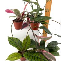 Mystery Hoya Houseplant | Surprise Wax Plant