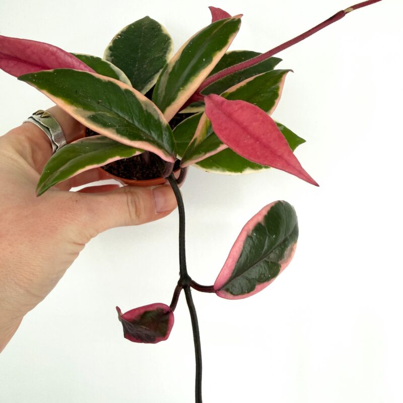 Mystery Hoya Houseplant | Surprise Wax Plant Mystery Hoya Houseplant | Surprise Wax Plant