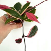 Mystery Hoya Houseplant | Surprise Wax Plant