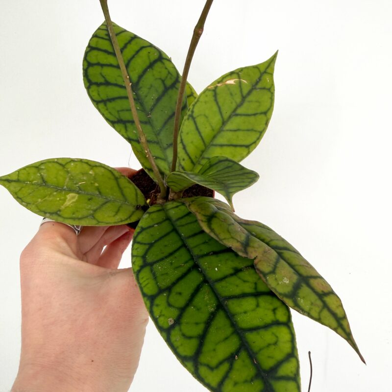 Mystery Hoya Houseplant | Surprise Wax Plant Mystery Hoya Houseplant | Surprise Wax Plant