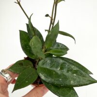 Mystery Hoya Houseplant | Surprise Wax Plant
