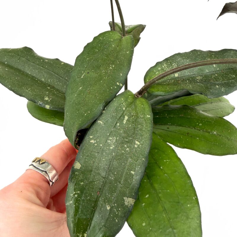 Mystery Hoya Houseplant | Surprise Wax Plant Mystery Hoya Houseplant | Surprise Wax Plant
