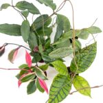 Mystery Hoya Houseplant | Surprise Wax Plant