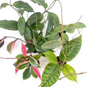 Mystery Hoya Houseplant | Surprise Wax Plant