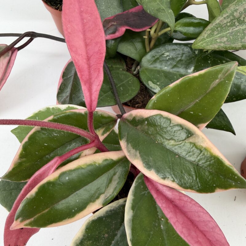 Mystery Hoya Houseplant | Surprise Wax Plant Mystery Hoya Houseplant | Surprise Wax Plant