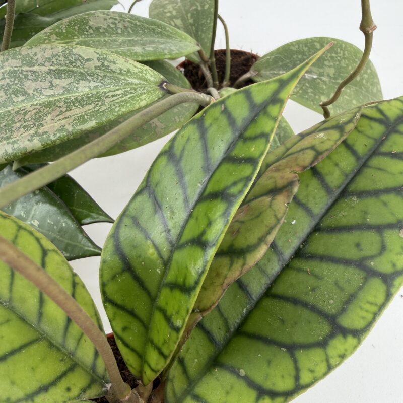 Mystery Hoya Houseplant | Surprise Wax Plant Mystery Hoya Houseplant | Surprise Wax Plant