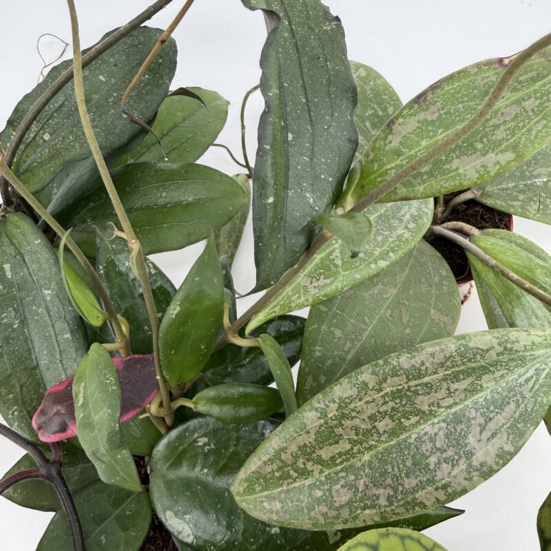 Mystery Hoya Houseplant | Surprise Wax Plant Mystery Hoya Houseplant | Surprise Wax Plant