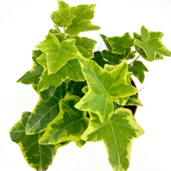Hedera Helix Yellow Ripple Plant Variegated Ivy
