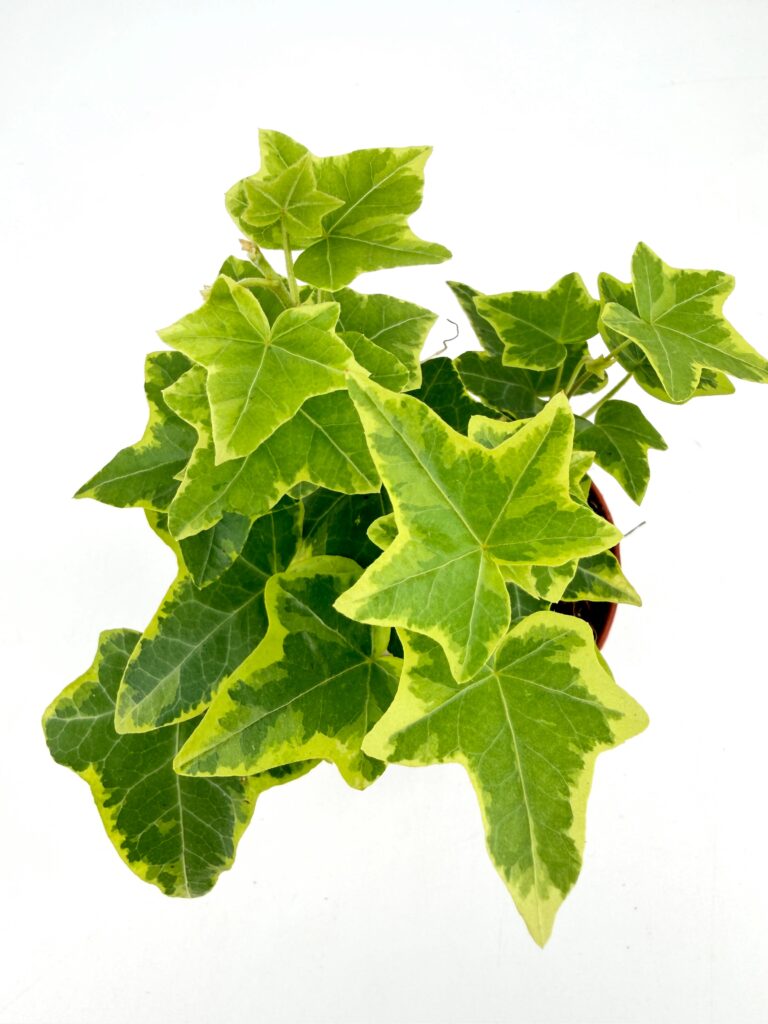 Hedera Helix Yellow Ripple Plant Variegated Ivy