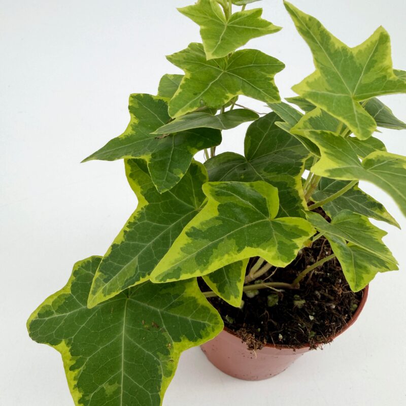 Hedera Helix Yellow Ripple Plant Variegated Ivy Hedera Helix Yellow Ripple Plant Variegated Ivy