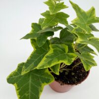 Hedera Helix Yellow Ripple Plant Variegated Ivy