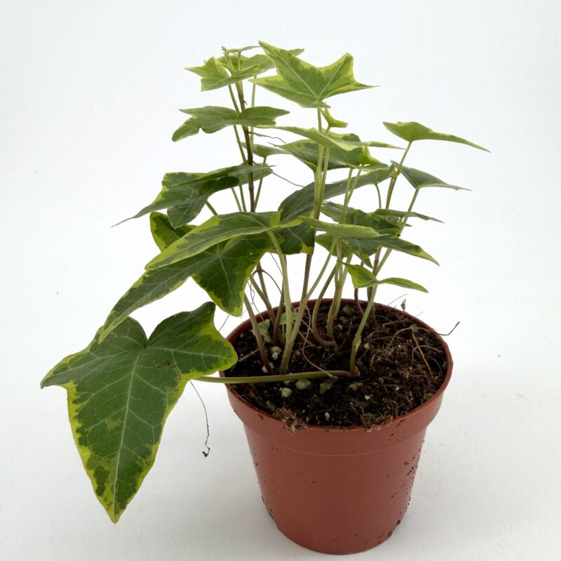 Hedera Helix Yellow Ripple Plant Variegated Ivy Hedera Helix Yellow Ripple Plant Variegated Ivy