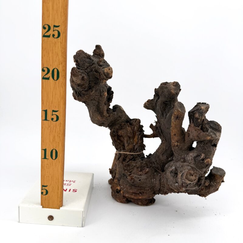 Shop Kuwa root terrarium wood, ideal for terrariums and vivariums. Natural hardscape selected randomly by size, each piece totally unique for one-of-a-kind layouts. Order today. Natural Kuwa Root for Terrariums Natural Wood Hardscape