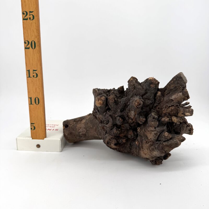 Shop Kuwa root terrarium wood, ideal for terrariums and vivariums. Natural hardscape selected randomly by size, each piece totally unique for one-of-a-kind layouts. Order today. Natural Kuwa Root for Terrariums Natural Wood Hardscape