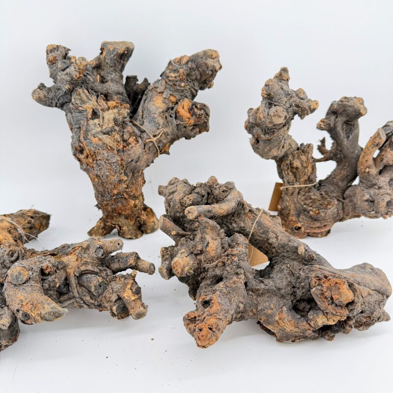 Natural Kuwa Root for Terrariums Natural Wood Hardscape