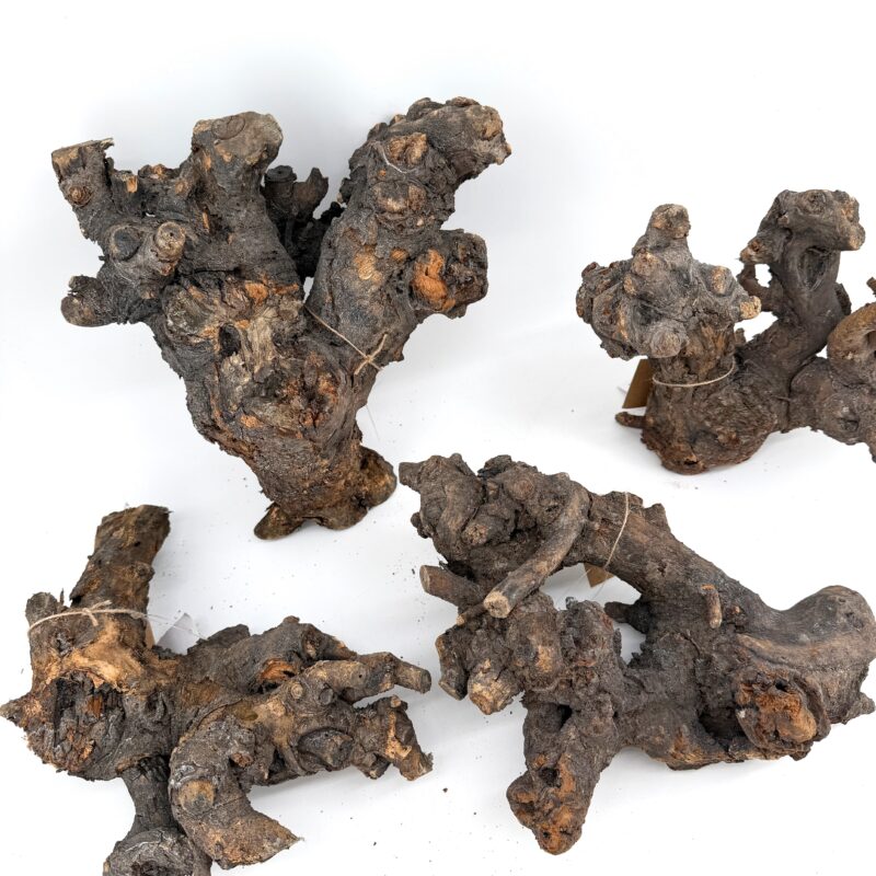 Shop Kuwa root terrarium wood, ideal for terrariums and vivariums. Natural hardscape selected randomly by size, each piece totally unique for one-of-a-kind layouts. Order today. Natural Kuwa Root for Terrariums Natural Wood Hardscape