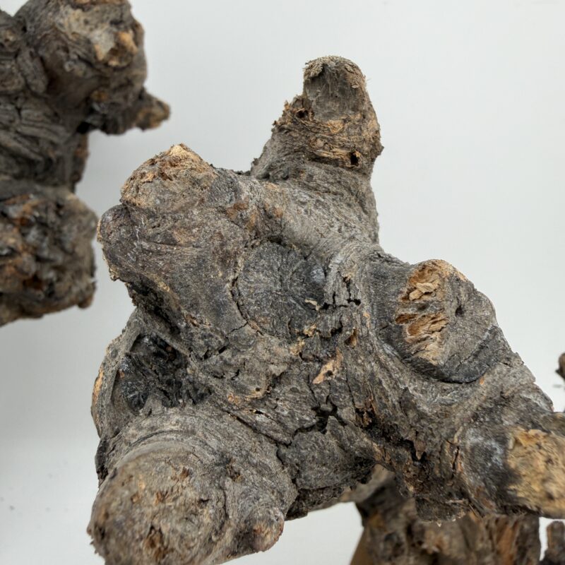 Shop Kuwa root terrarium wood, ideal for terrariums and vivariums. Natural hardscape selected randomly by size, each piece totally unique for one-of-a-kind layouts. Order today. Natural Kuwa Root for Terrariums Natural Wood Hardscape