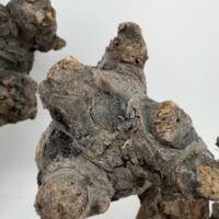 Natural Kuwa Root for Terrariums Natural Wood Hardscape