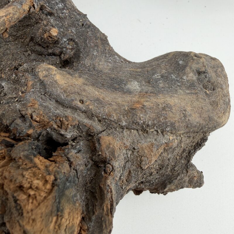 Shop Kuwa root terrarium wood, ideal for terrariums and vivariums. Natural hardscape selected randomly by size, each piece totally unique for one-of-a-kind layouts. Order today. Natural Kuwa Root for Terrariums Natural Wood Hardscape