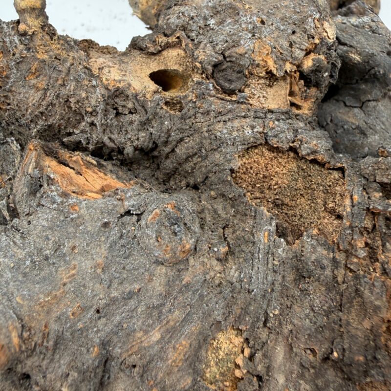 Shop Kuwa root terrarium wood, ideal for terrariums and vivariums. Natural hardscape selected randomly by size, each piece totally unique for one-of-a-kind layouts. Order today. Natural Kuwa Root for Terrariums Natural Wood Hardscape