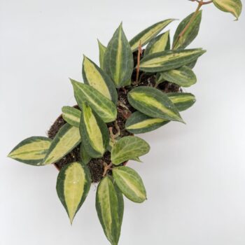 Pet friendly Hoya Latifolia Pot of Gold Wax Plant trailing houseplant