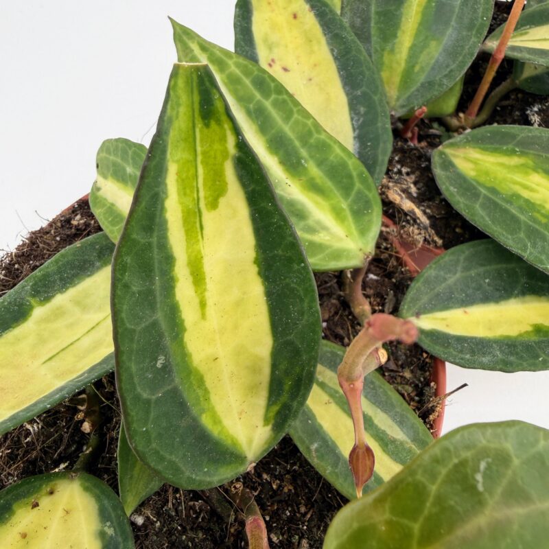 Hoya Latifolia Pot of Gold Wax Plant Close up of Hoya Latifolia Pot of Gold Wax Plant showing glossy variegated foliage