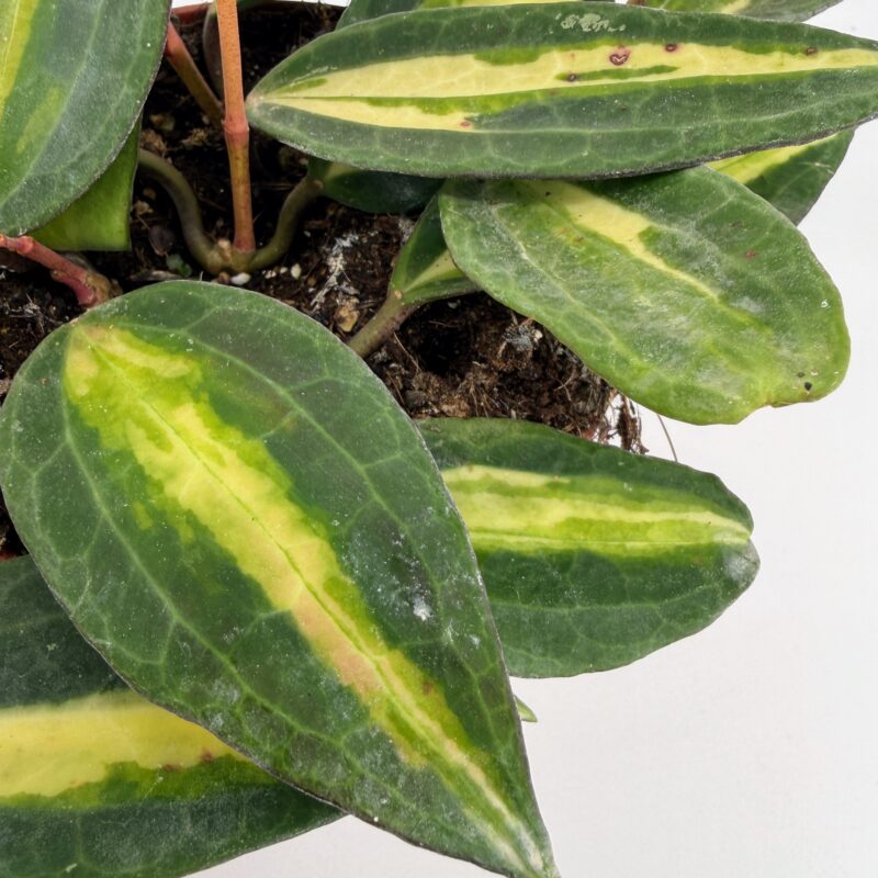 Hoya Latifolia Pot of Gold Wax Plant Close up of Hoya Latifolia Pot of Gold Wax Plant showing glossy variegated foliage