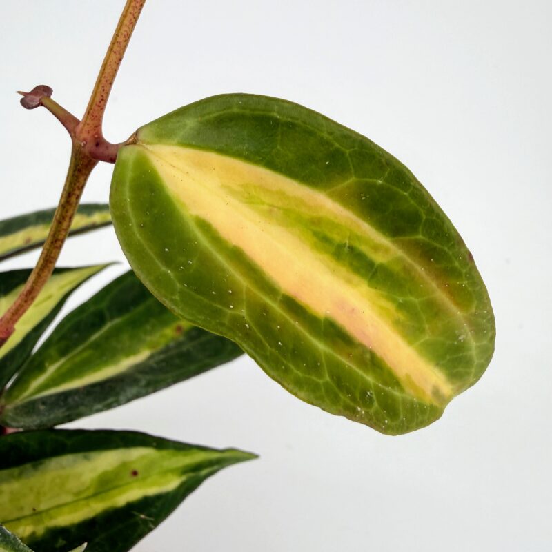 Hoya Latifolia Pot of Gold Wax Plant Easy care Hoya Latifolia Pot of Gold Wax Plant for indoor growing